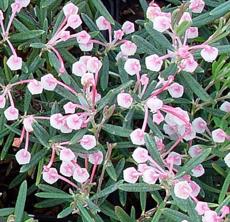 Andromeda polifolia 'Blue Ice'