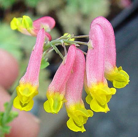 Corydalis sempervirens