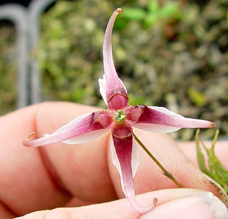 Epimedium acuminatum