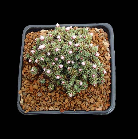 Saxifraga x abingdonensis 'Judith Schackelton'