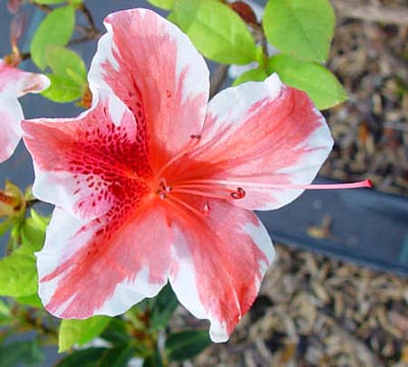 Azalea 'Ben Morrison'