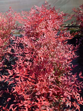 Nandina domistica 'Moyers Red'