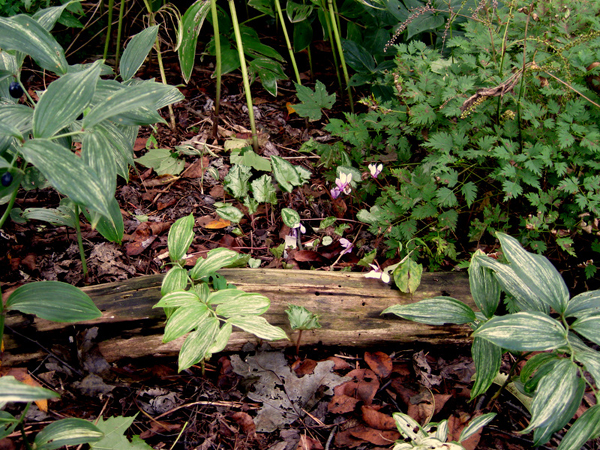 Lower Garden 1