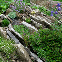 Crevice Garden Collection Crevice Garden Collection